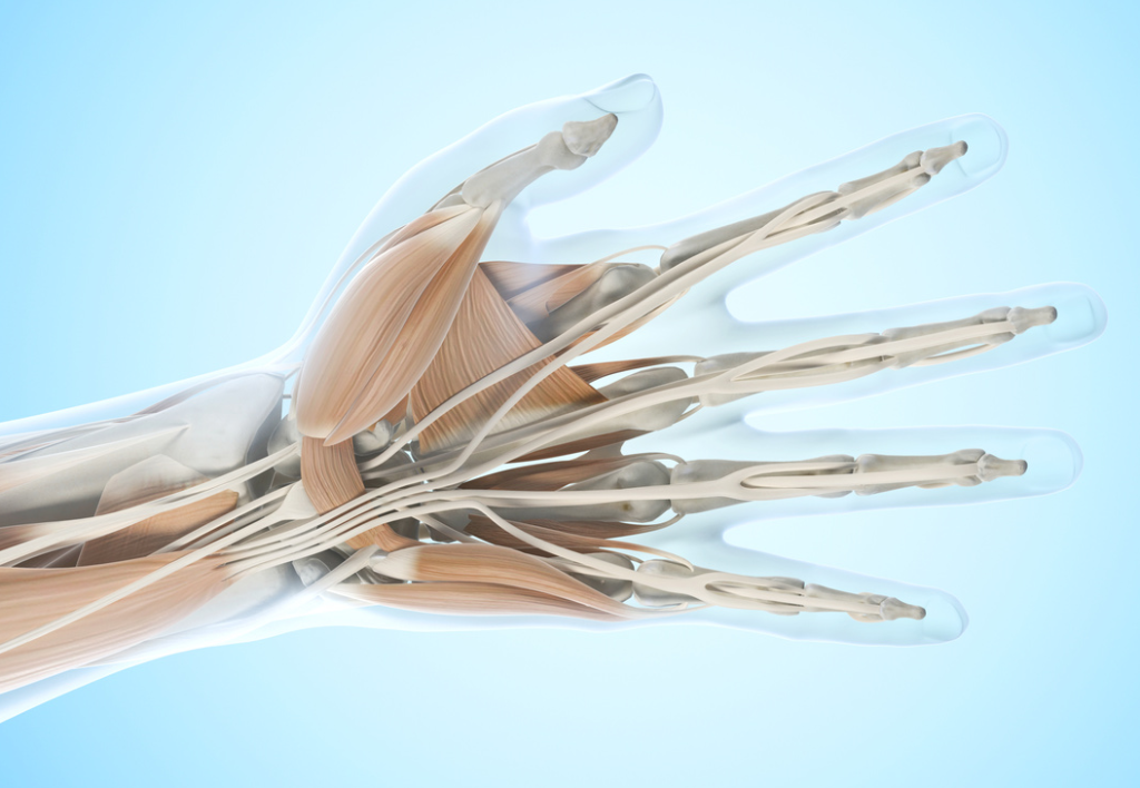 Ręka – diagnoza i terapia manualna – Fizjoszkolenia